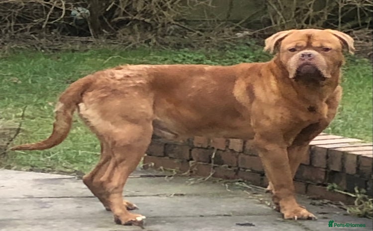 Mastiff dogs - Advert 1