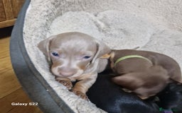 Dachshund dogs for sale: Dachshund puppies  in Driffield - Image 8