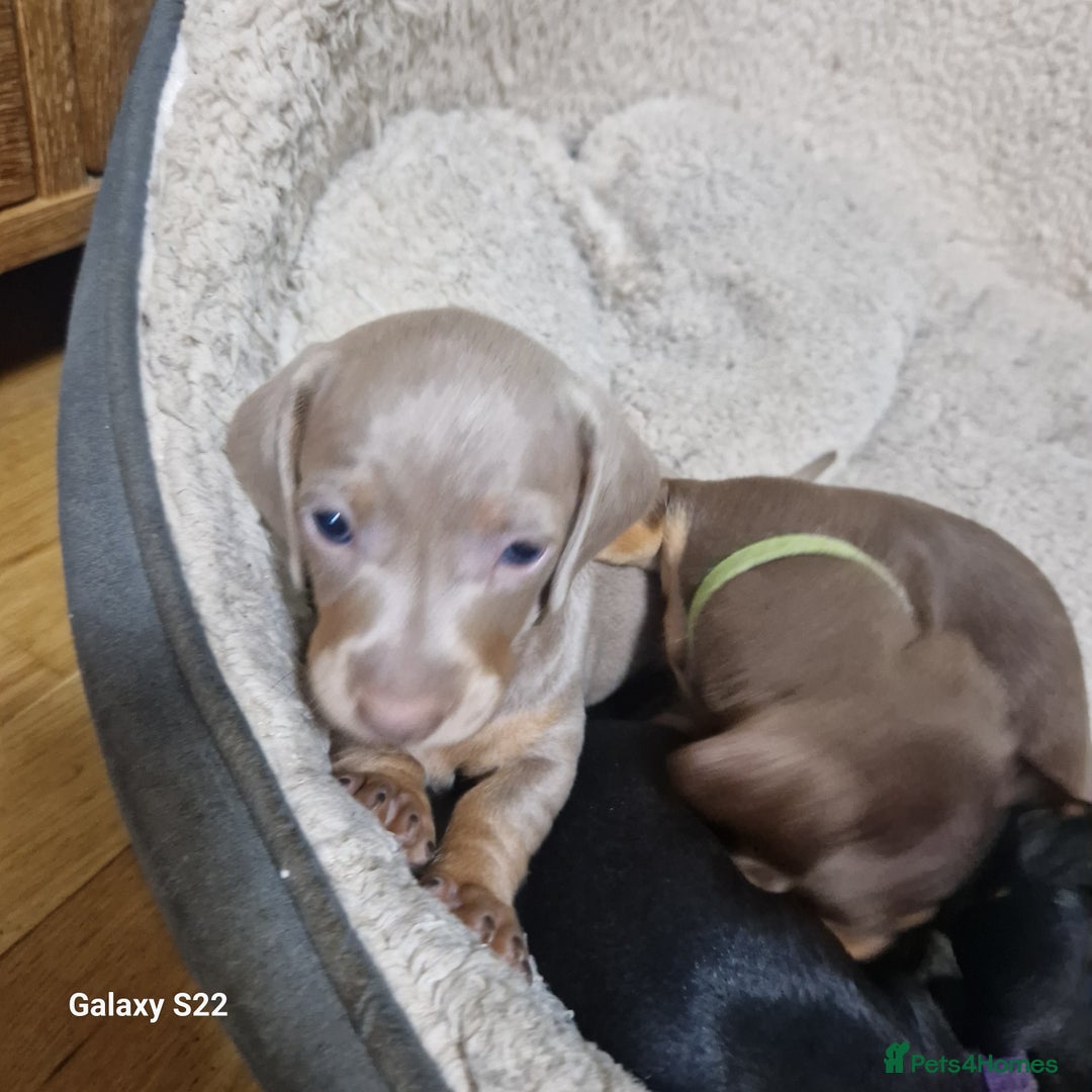 Dachshund dogs for sale: Dachshund puppies  in Driffield - Image 8