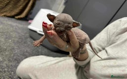 Sphynx cats for sale: 7 Sphynx Kittens  - Image 9
