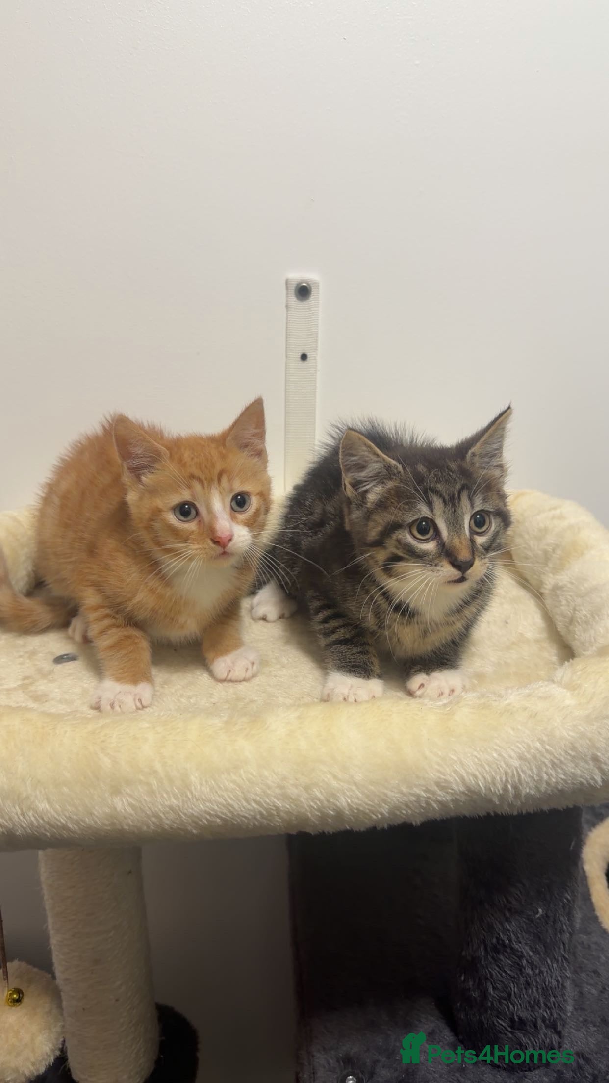 Mixed Breed cats Last remaining Kitten from litter - Tabby Boy - Advert 1