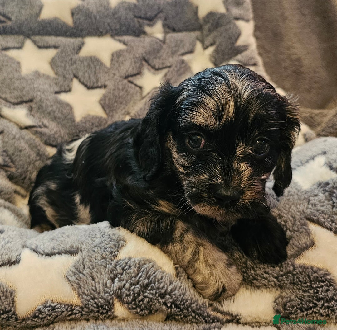 Cavapoo dogs for sale: 🐾 Gorgeous Health Tested F1 Cavapoo Puppies 🐶🐾 - Image 6