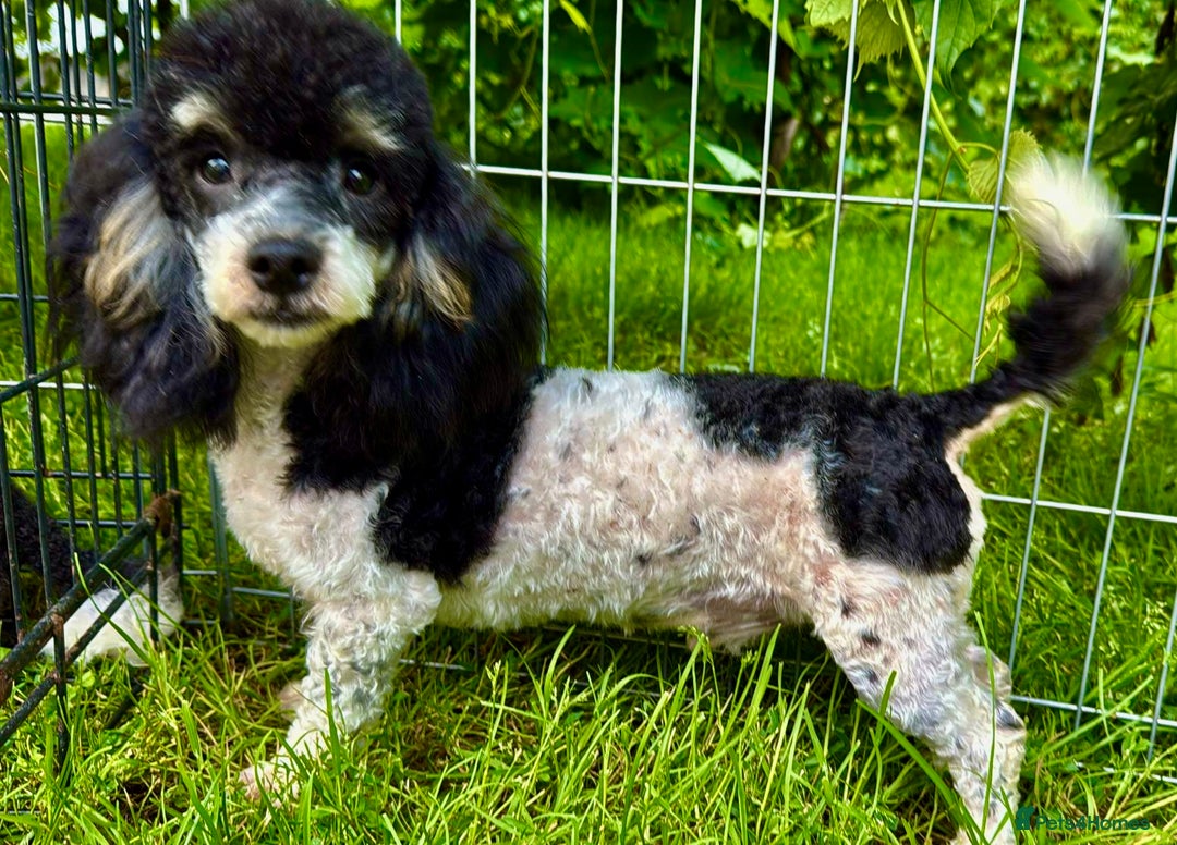 Poodle dogs for adoption: Zorro and Oreo: Two Little Souls Abandoned to Die - Image 12
