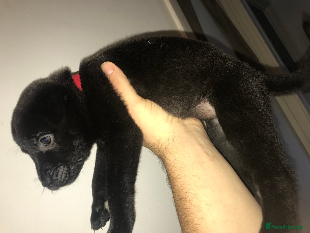 Mixed Breed dogs for sale: Cane corso x American akita cross(READY TO LEAVE) - Image 10