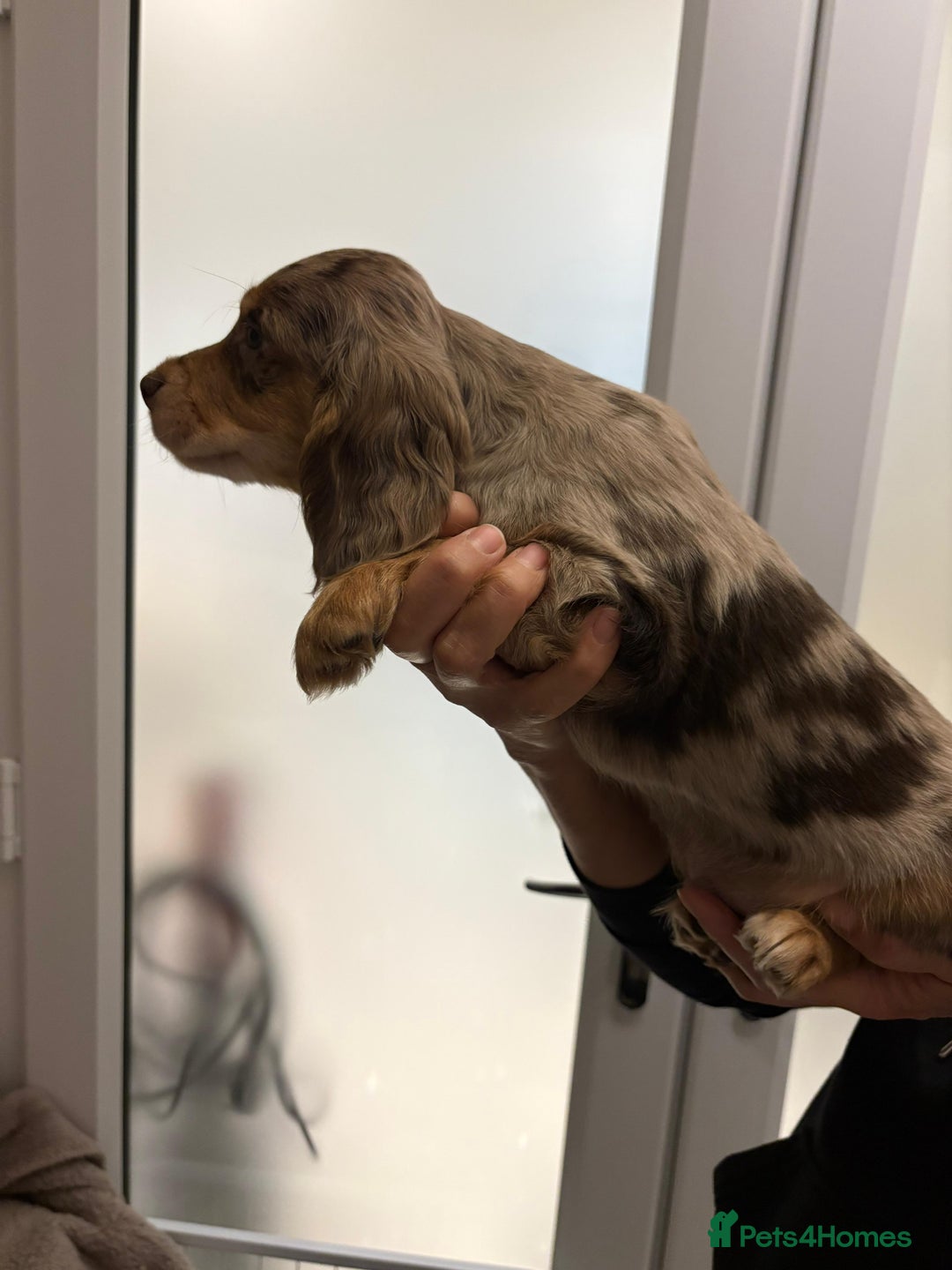 Cocker Spaniel dogs for sale: Show type KC and DNA health tested parents  - Advert 22