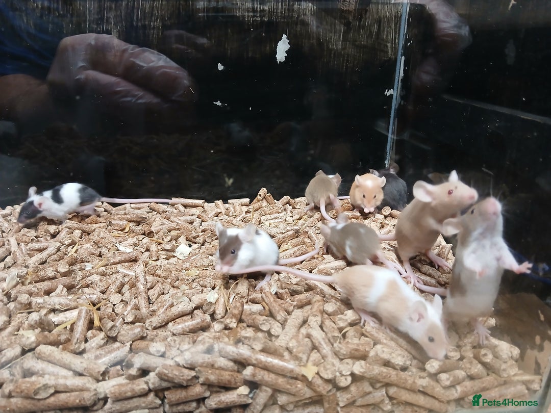 Mouse rodents for sale: Baby Fancy Mice Females  - Advert 4