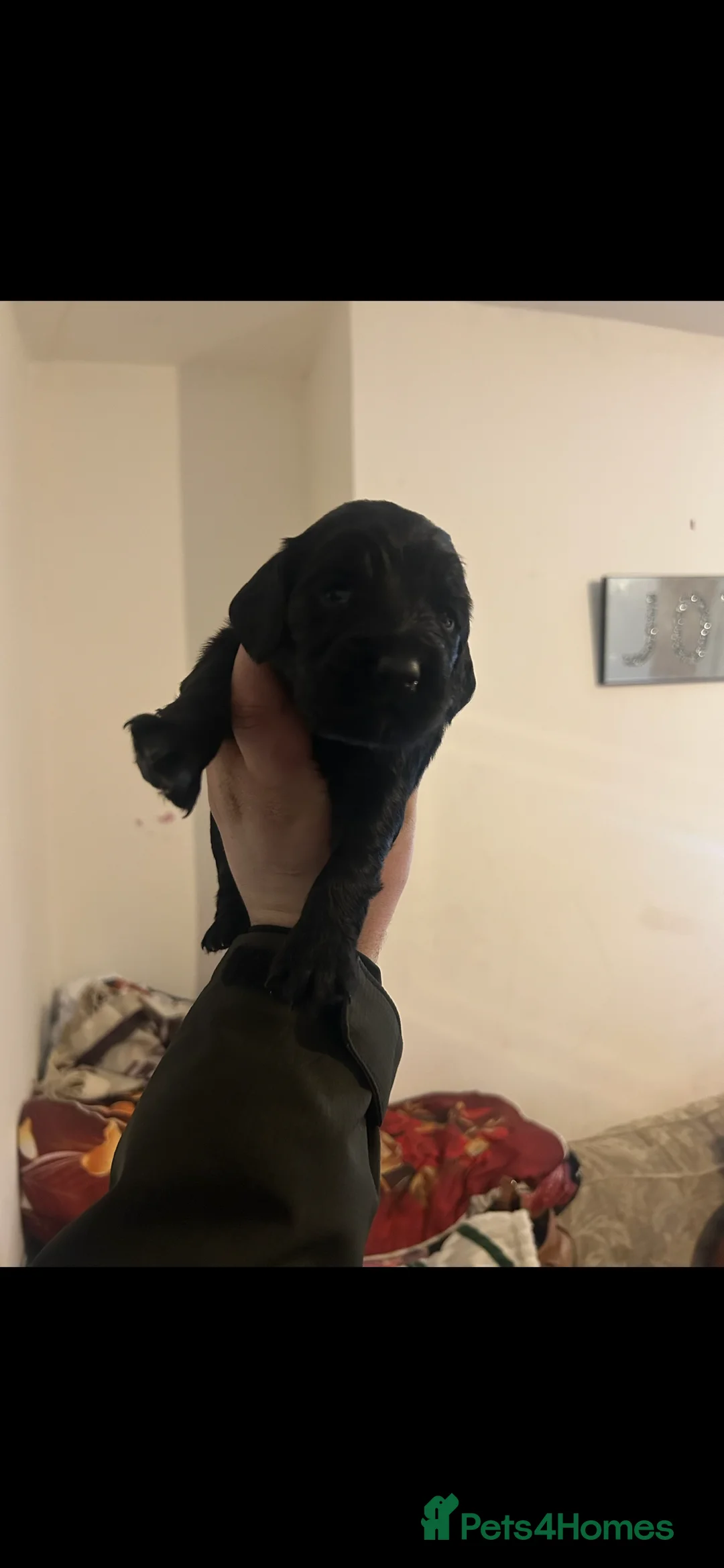 Cocker Spaniel dogs for sale: Cocker spaniel puppies  in Bishop Auckland - Advert 3