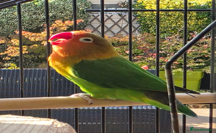 Lovebirds birds - Advert 1