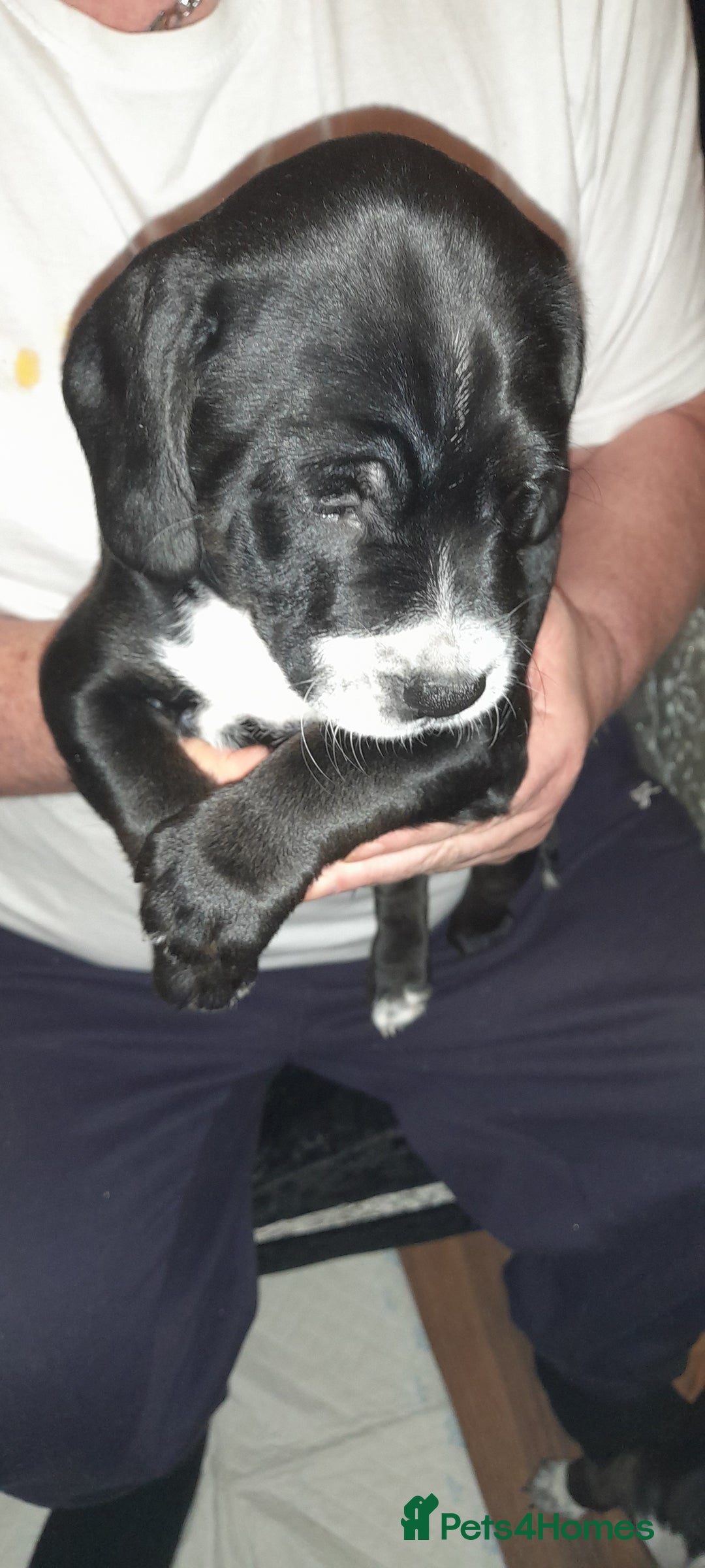 Mixed Breed dogs for sale: Staffy x Cocker Spaniel  - Advert 3