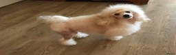 Toy Poodle dogs for stud: Apricot Toy Poodle Stud carries parti and phantom in Stockton-on-Tees - Advert 5