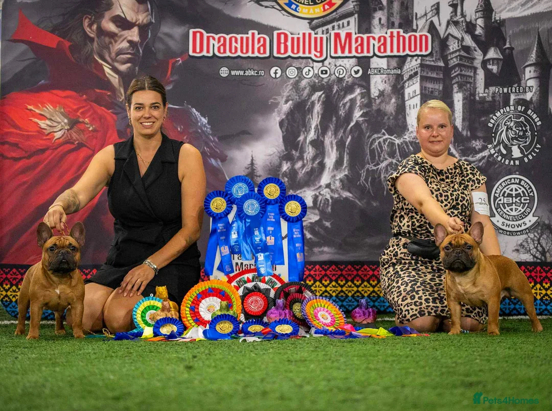 French Bulldog dogs for sale: Champion Sired last female Fawn French bulldog - Advert 3