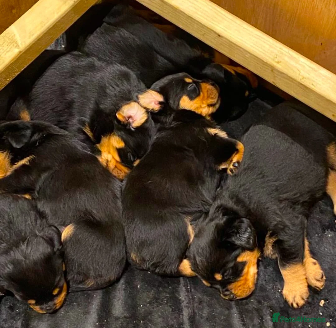 Rottweiler dogs for stud: 22 champions kc Rottweiler stud  in Romford - Advert 12