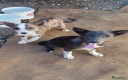 Mixed Breed dogs for adoption: Meet Fox, currently residing in Essex  - Image 5