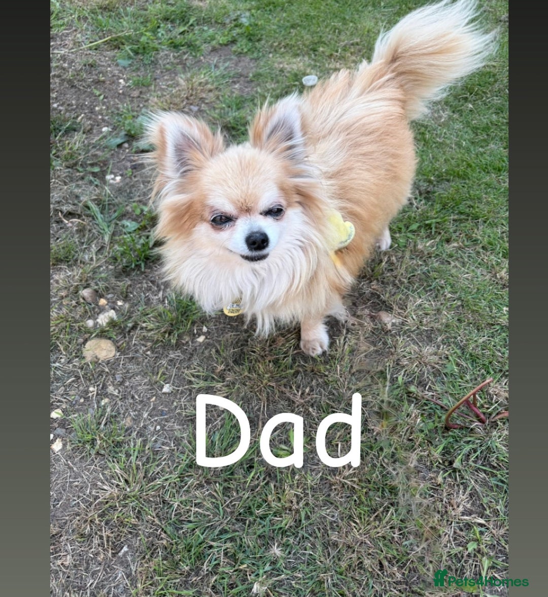 Chihuahua dogs for sale: KC Champion Lines Miniature Chihuahua Puppies - Image 22