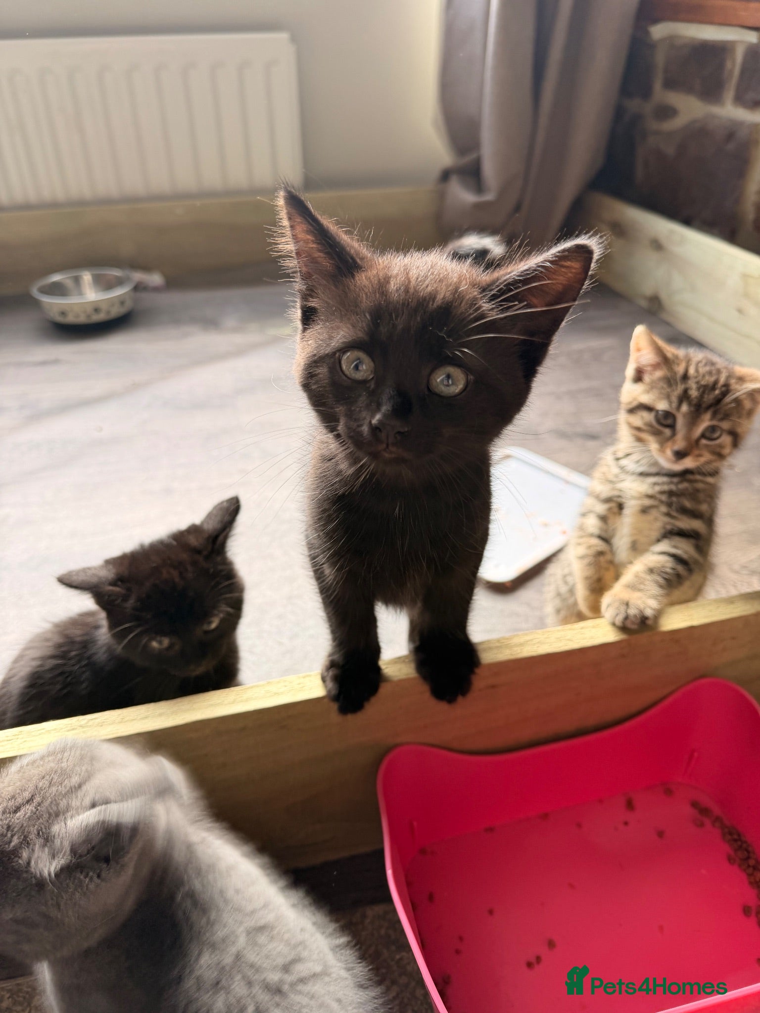 Mixed Breed cats One all black boy left  - Advert 9