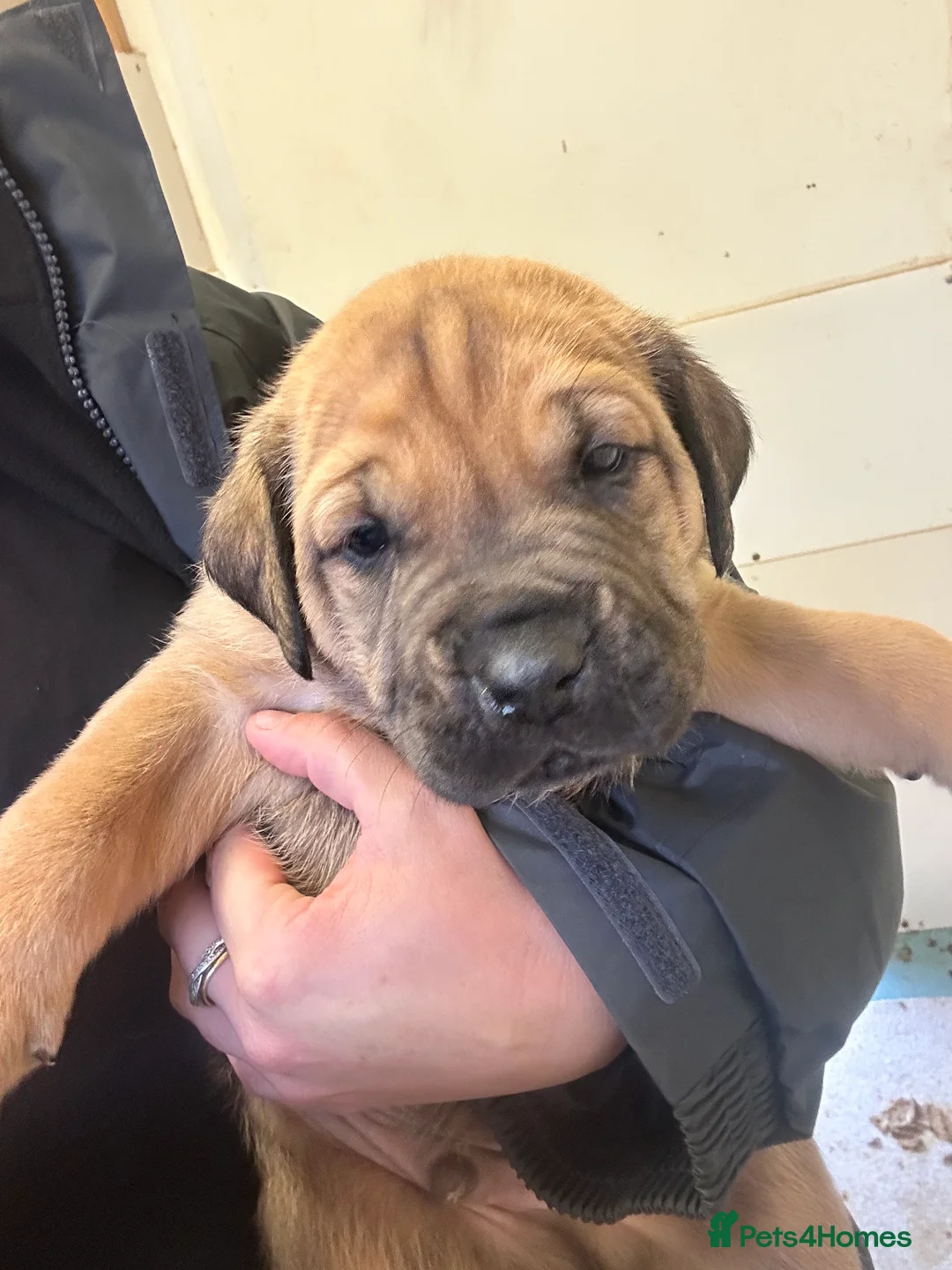 Mixed Breed dogs for sale: Stunning Boerboel x Ridgeback puppies  - Advert 2