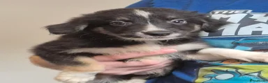 Fluffy male