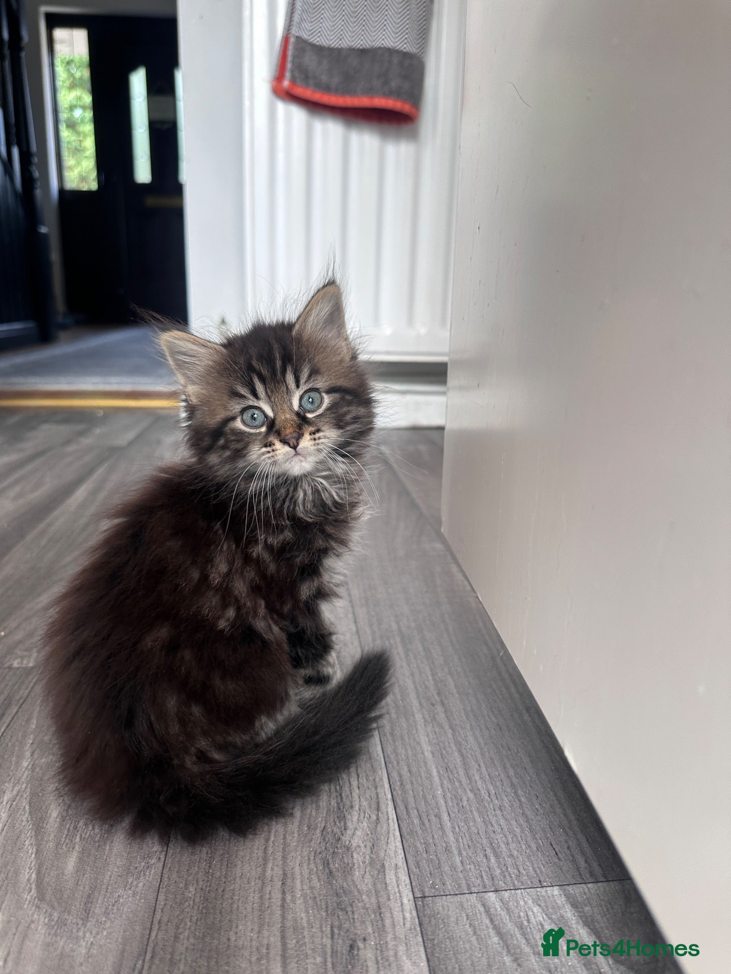 Mixed Breed cats Home-Raised Kittens  - Advert 5