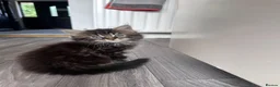 Mixed Breed cats for sale: Home-Raised Kittens  in Carrickfergus - Advert 1