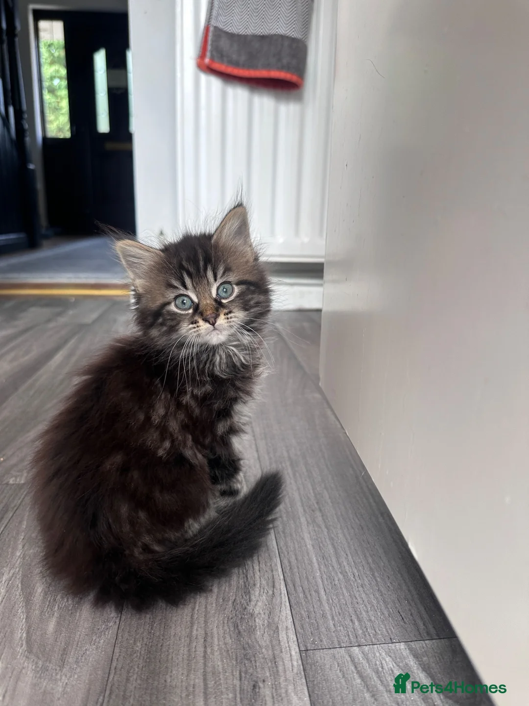 Mixed Breed cats for sale: Home-Raised Kittens  in Carrickfergus - Advert 1