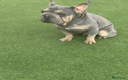 French Bulldog dogs for sale: KC Reg lilac & tan velvet French Bulldog - Image 11