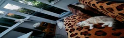Siberian cats for sale: Siberian Male Kitten GCCF Reg Active Breeding  - Advert 7