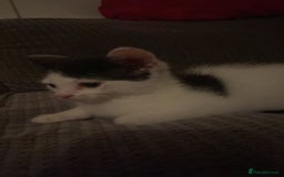 Ragcoon cats for sale: Cute male kitten last in litter  - Image 4