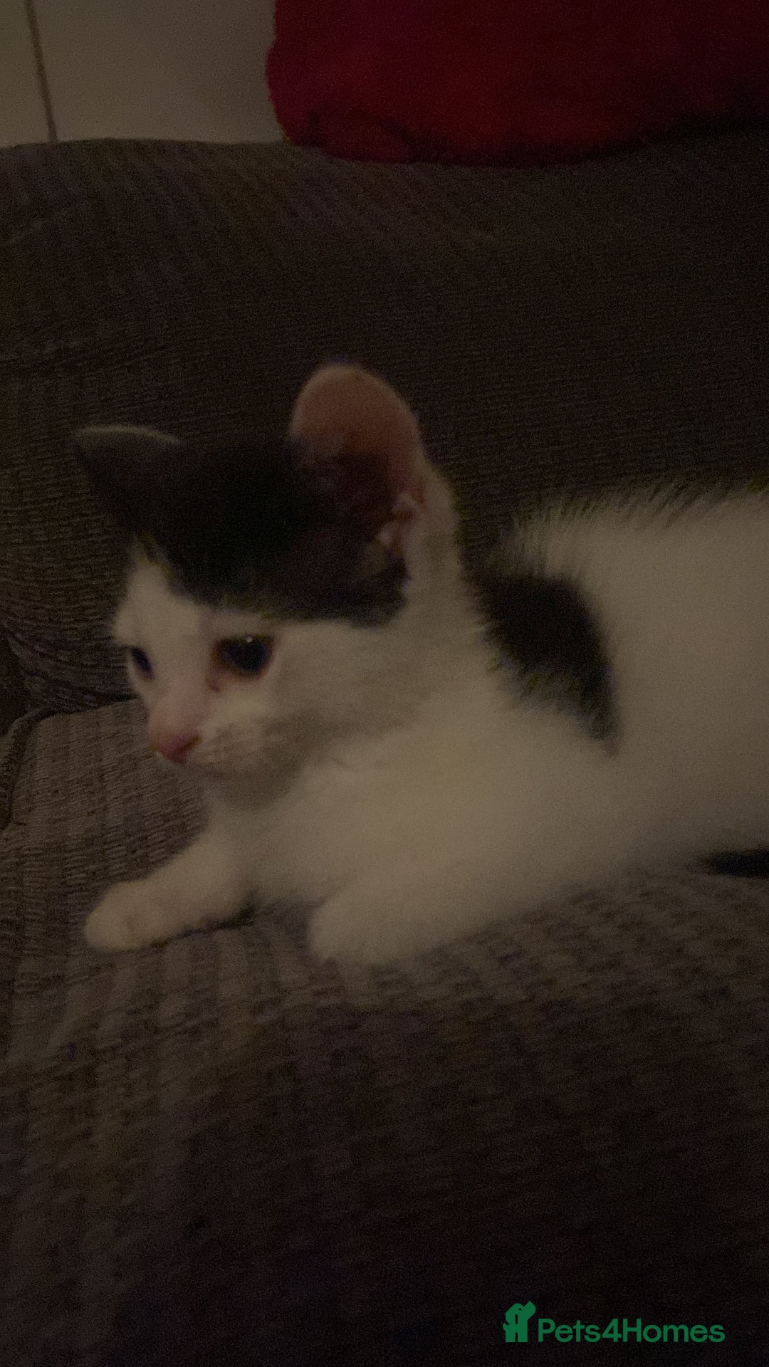 Ragcoon cats for sale: Cute male kitten last in litter  - Image 4