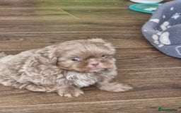 Shih Tzu dogs for sale: Cute Imperial Shih tzu puppies for sale - Image 2