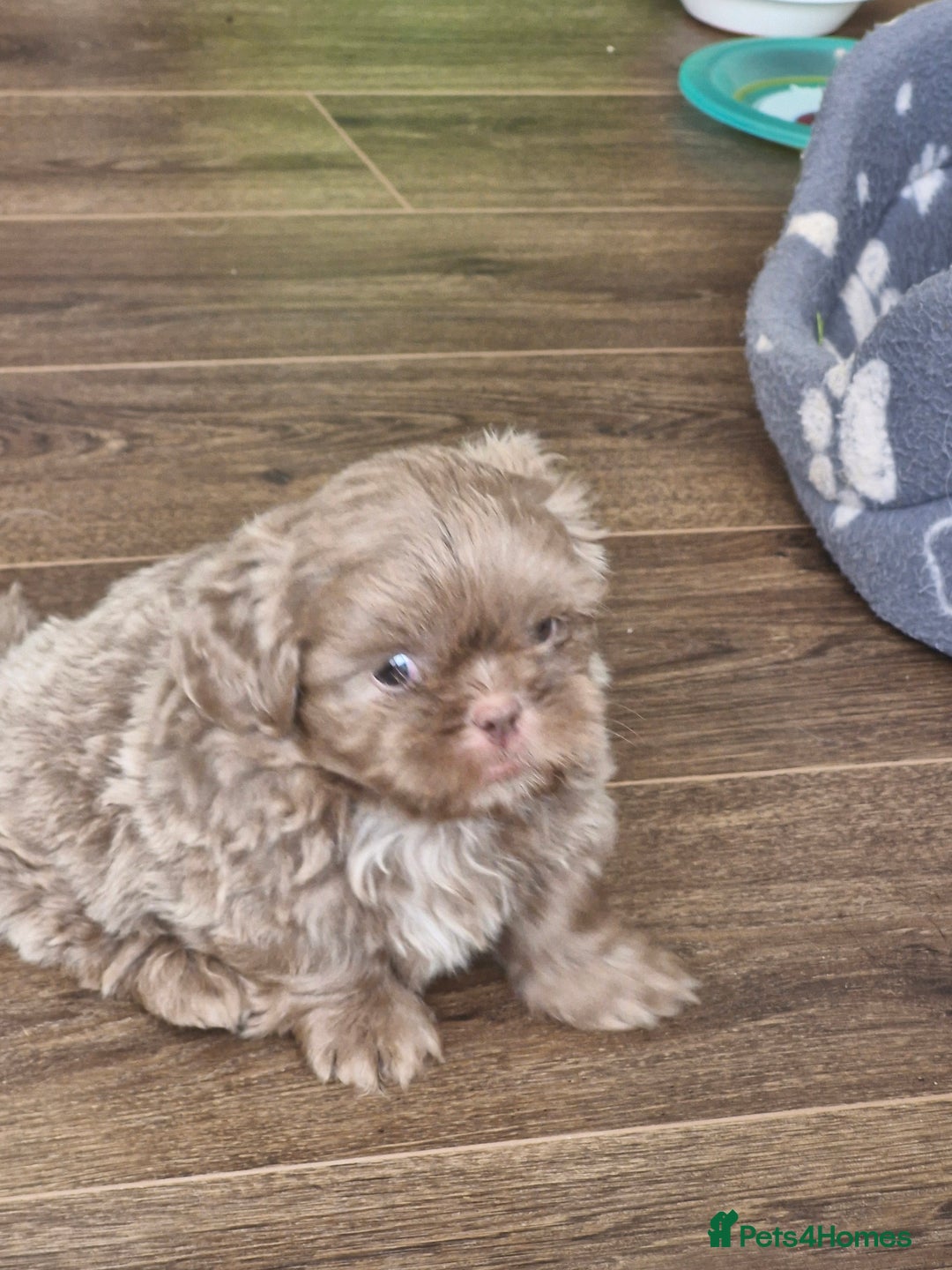 Shih Tzu dogs for sale: Cute Imperial Shih tzu puppies for sale - Image 2