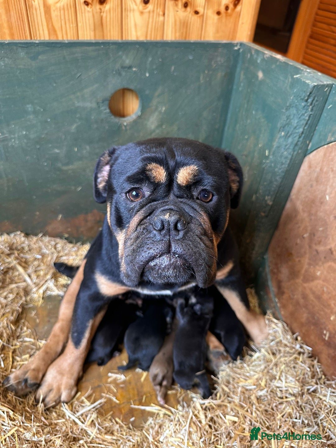 Old Tyme Bulldog dogs for sale: English bulldogs puppies  - Image 10