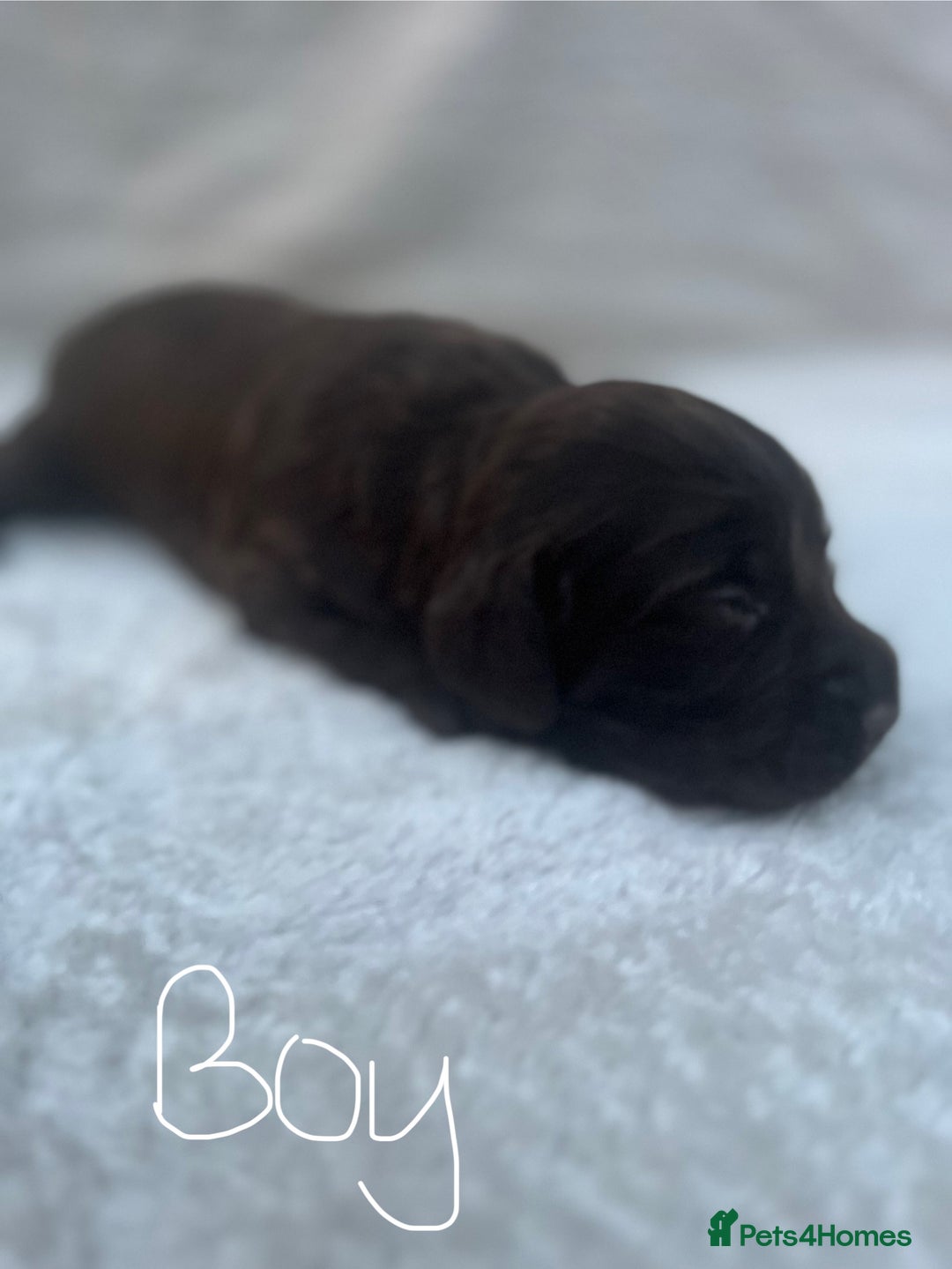Cocker Spaniel dogs for sale: 9 beautiful cocker spaniel puppies - Image 9