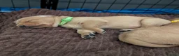 Labrador Retriever dogs for sale: Beautiful Fox Red Labrador Retriever Puppies - Advert 3