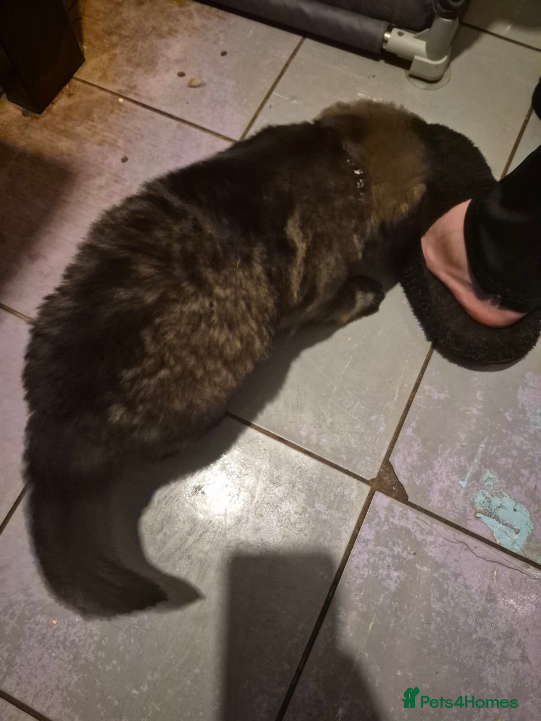 German Shepherd dogs for sale: 8 beautiful GSD puppies for sale  - Advert 12