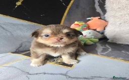Chihuahua dogs for sale: 3 Adorable little princes chihuahua puppies - Image 20