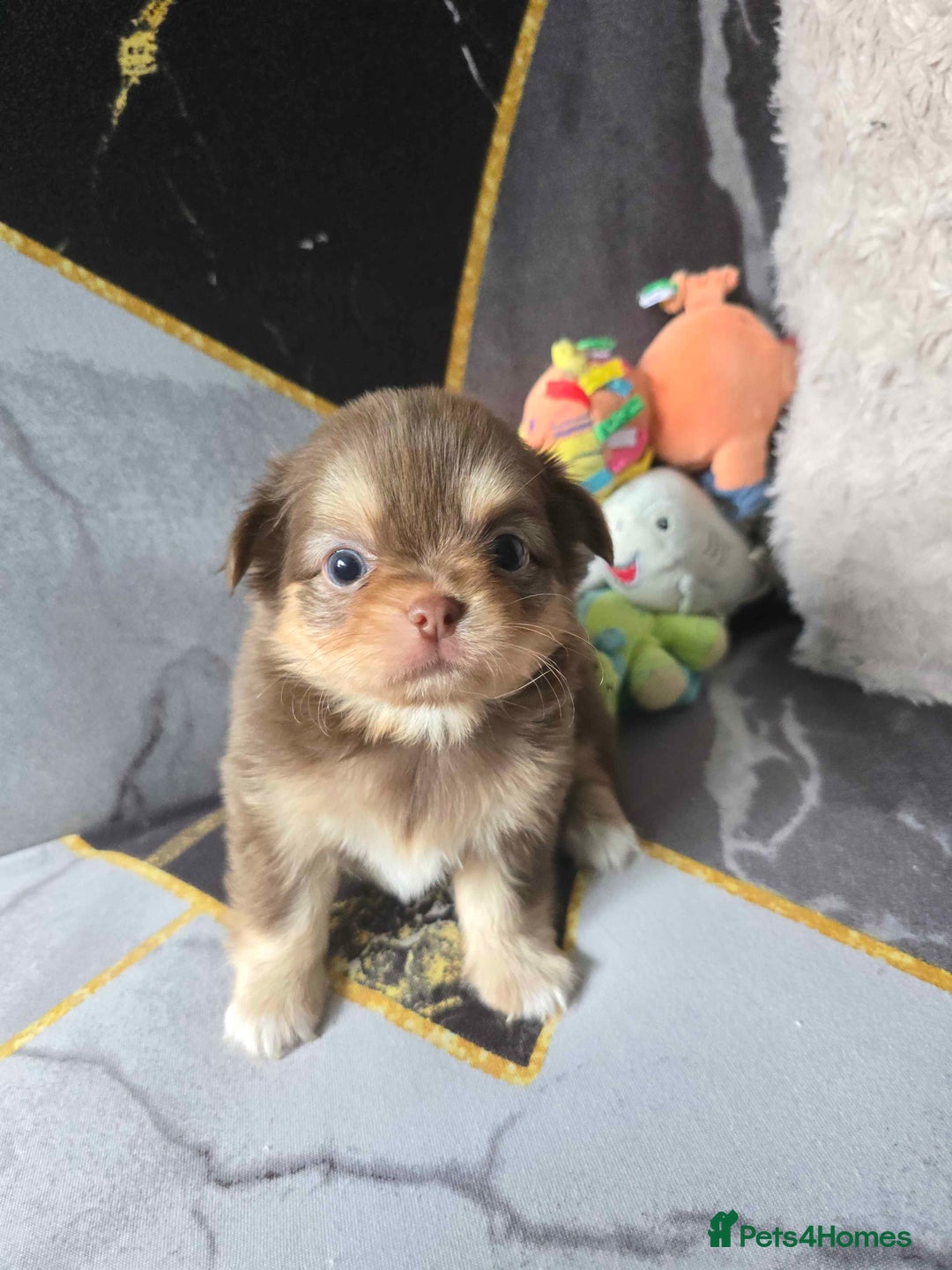 Chihuahua dogs for sale: 3 Adorable little princes chihuahua puppies - Image 20