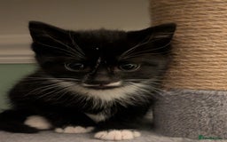 Domestic Shorthair cats for sale: Kittens  - Image 3