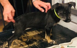 Mixed Breed dogs for sale: Stunning Wheaton bull cross girls - Image 6