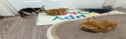Mixed Breed cats for sale: 3 adorable kittens looking for a home - Advert 4
