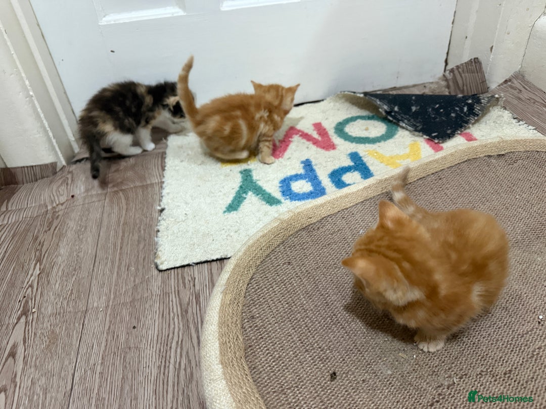 Mixed Breed cats for sale: 3 adorable kittens looking for a home - Advert 4
