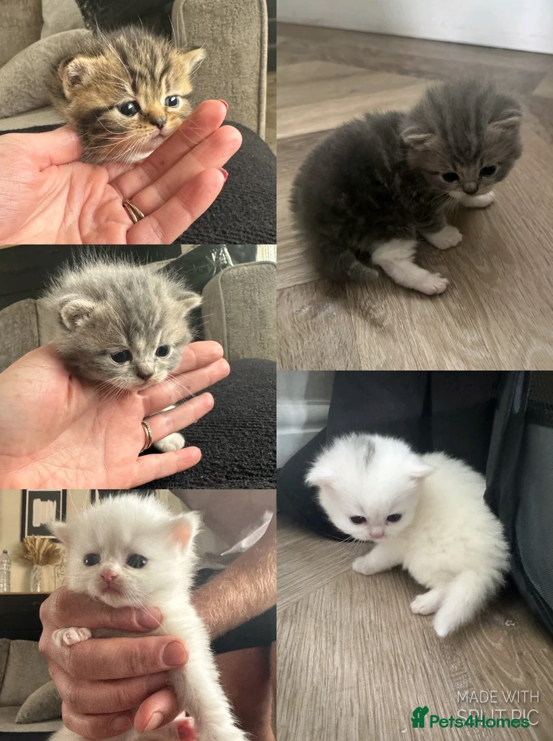 British Shorthair cats for sale: Gorgeous British shorthair x Persian kittens  in Walsall - Advert 2