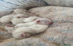 Ragdoll cats for sale: Seven Beautiful Pure Breed Ragdoll Kittens🤍 - Image 5