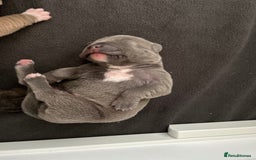 Staffordshire Bull Terrier dogs for sale: KC REG STAFFORDSHIRE BULL TERRIER PUPS - Image 9