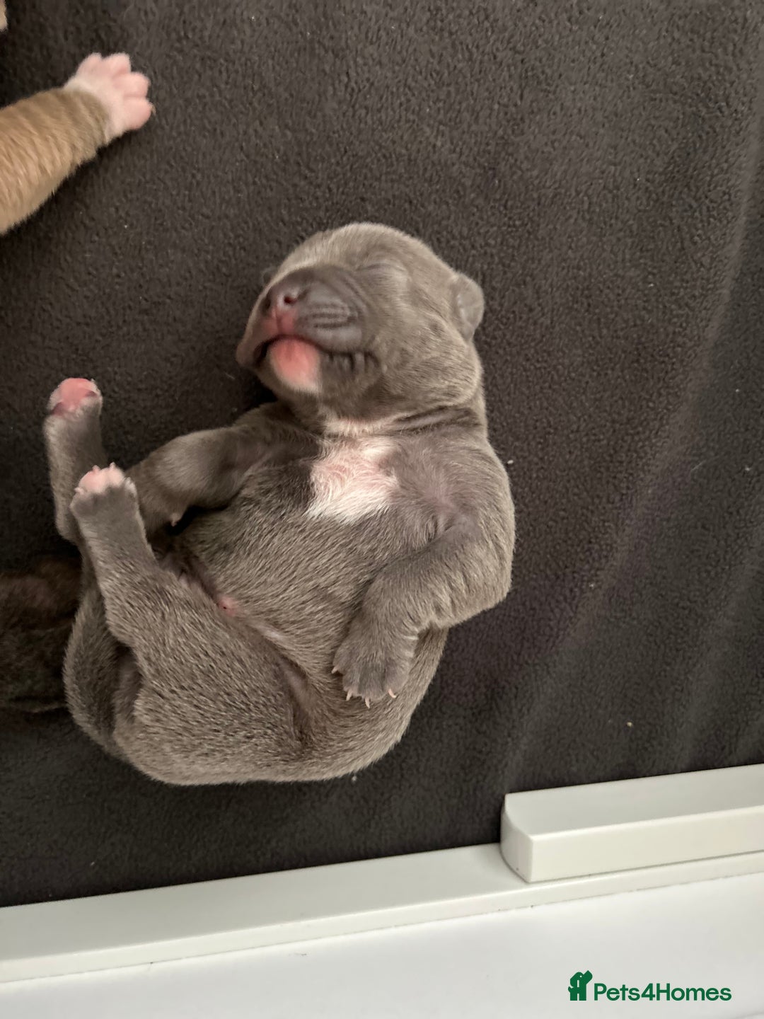 Staffordshire Bull Terrier dogs for sale: KC REG STAFFORDSHIRE BULL TERRIER PUPS - Image 9