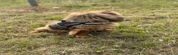 Chow Chow dogs for sale: K.c registered chow chow puppies - Advert 14