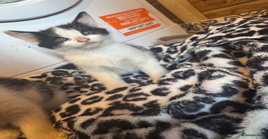 Mixed Breed cats - Advert 15