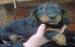 Dachshund dogs for sale: Dachshunds..Traditional Black and tan Puppies - Advert 9