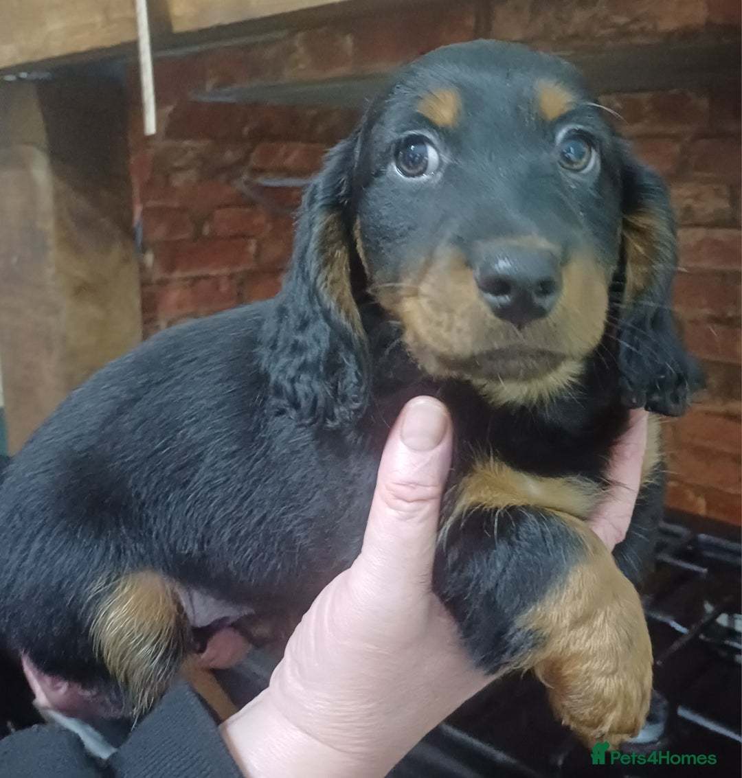 Dachshund dogs for sale: Dachshunds..Traditional Black and tan Puppies - Advert 9