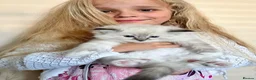 Ragdoll cats for sale: Stunning GCCF reg kittens, reputable breeder - Advert 8