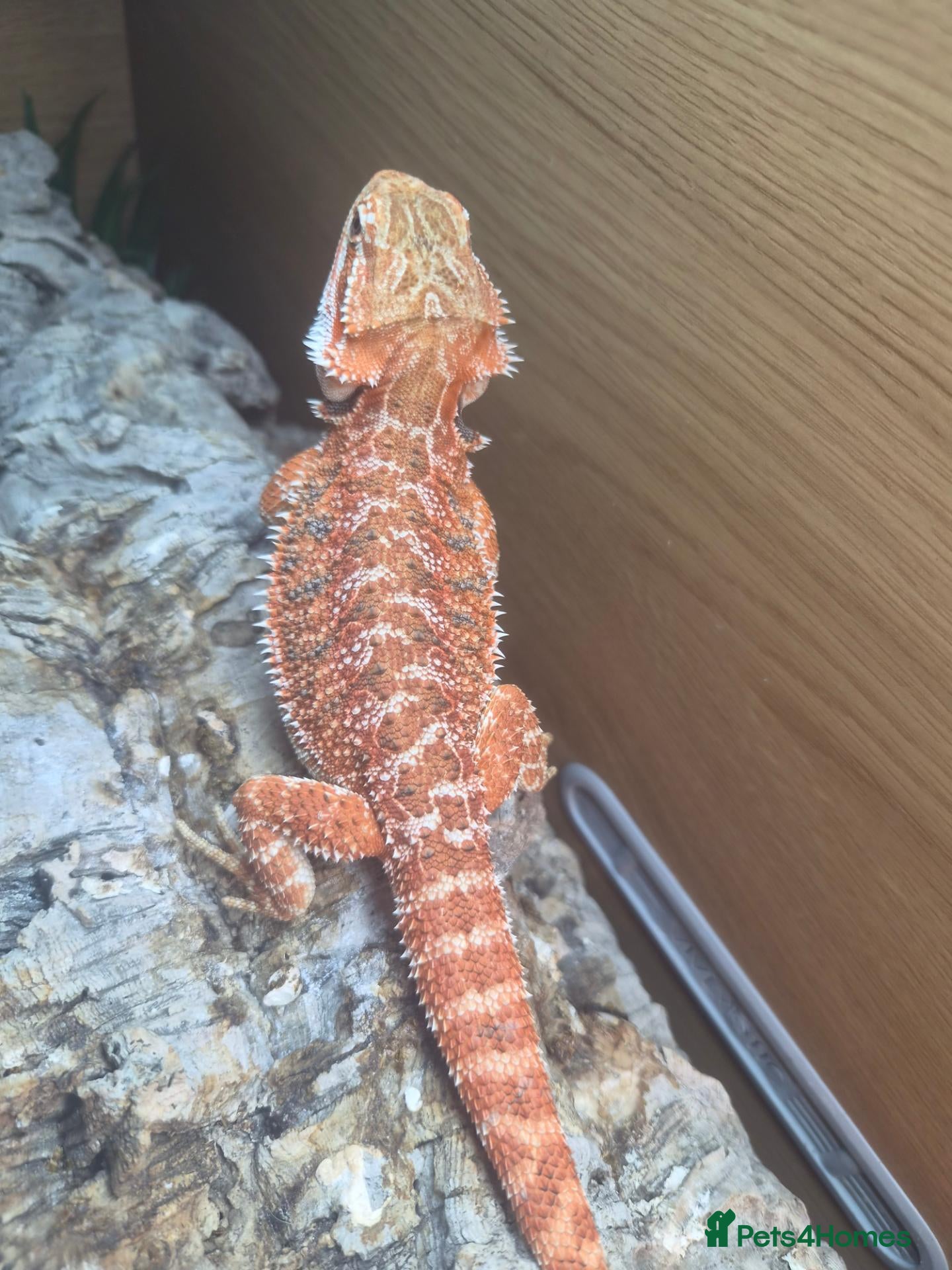 Bearded Dragon reptiles 2 Bearded dragons  - Advert 2